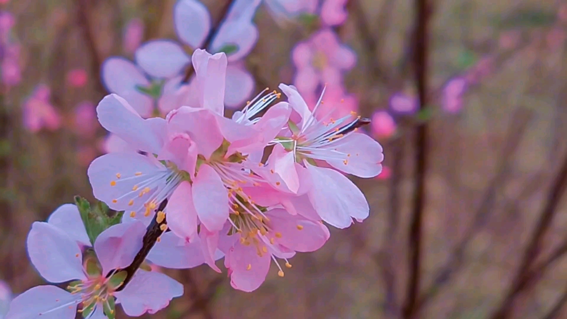 早春,看看风景,休息眼睛