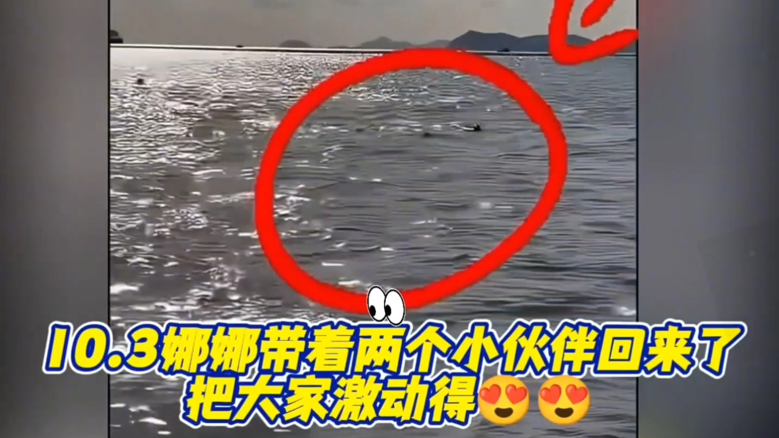 太激动了！今天斑海豹娜娜带着两个小伙伴回来了，长海有新海豹了