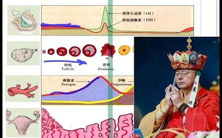 月经周期激素全解!!黄体是啥?为什么有的人要吃雌/孕激素?雌激素孕激素FSH/LH他们有关系?下丘脑垂体卵巢轴是如何调控激素的?【图解组胚】哔...