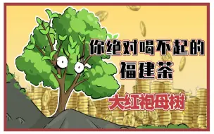 Tải video: 你绝对喝不起的福建茶叶 大红袍母树