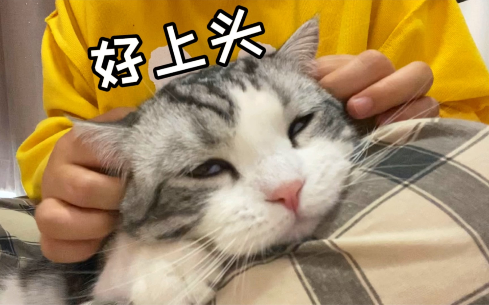 [图]猫还有耳洞开关？都爽到翻白眼了...