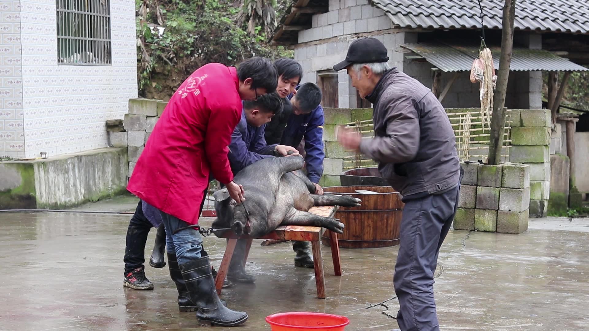 湖南农村杀年猪,200多斤黑猪,4个年轻小伙扛_哔哩哔哩 (゜-゜)つロ
