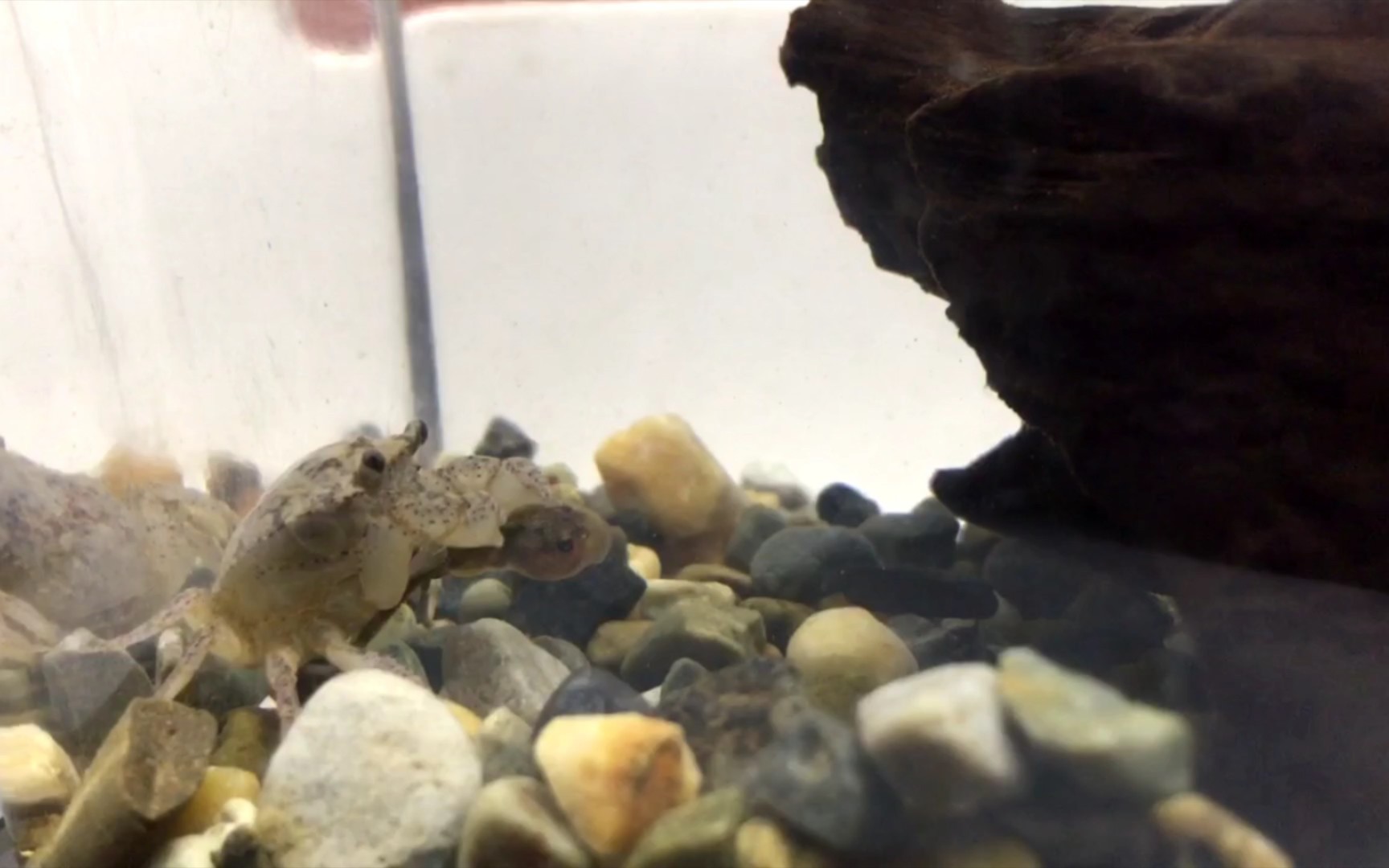 「日常」中华束腰蟹 捕食 蝌蚪_哔哩哔哩 (゜-゜)つロ 干杯~-bilibili