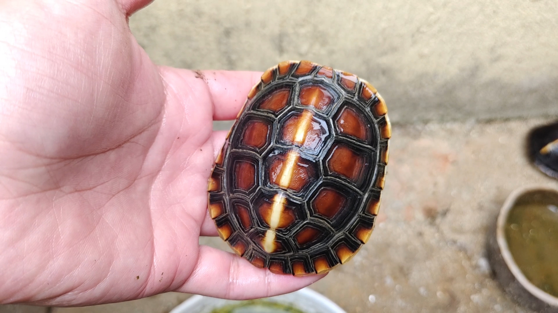 黄缘龟刀刻纹展示