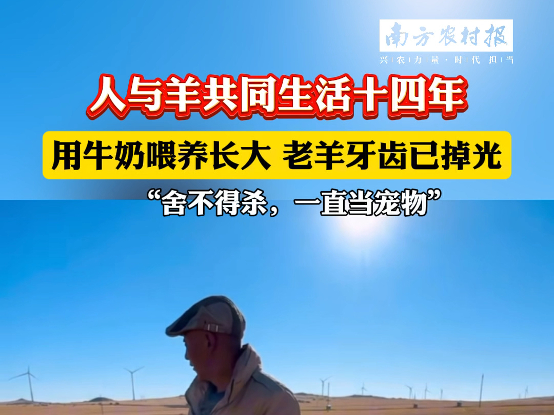 #内蒙古 一牧民收养老#羯羊 14年 ,用牛奶喂养长大,如今老羊牙齿现已掉光.#草原生活哔哩哔哩bilibili