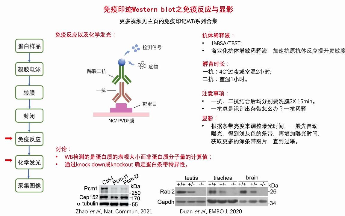 免疫印迹Western blot之免疫反应与显影 - 哔哩哔哩