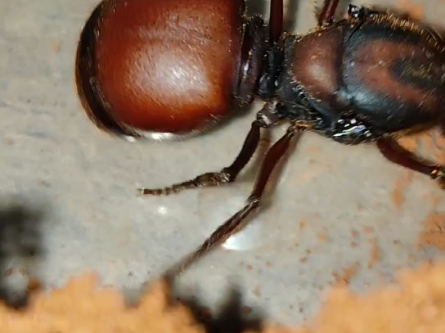 被开盖惊扰到的光滑芭切叶蚁新后