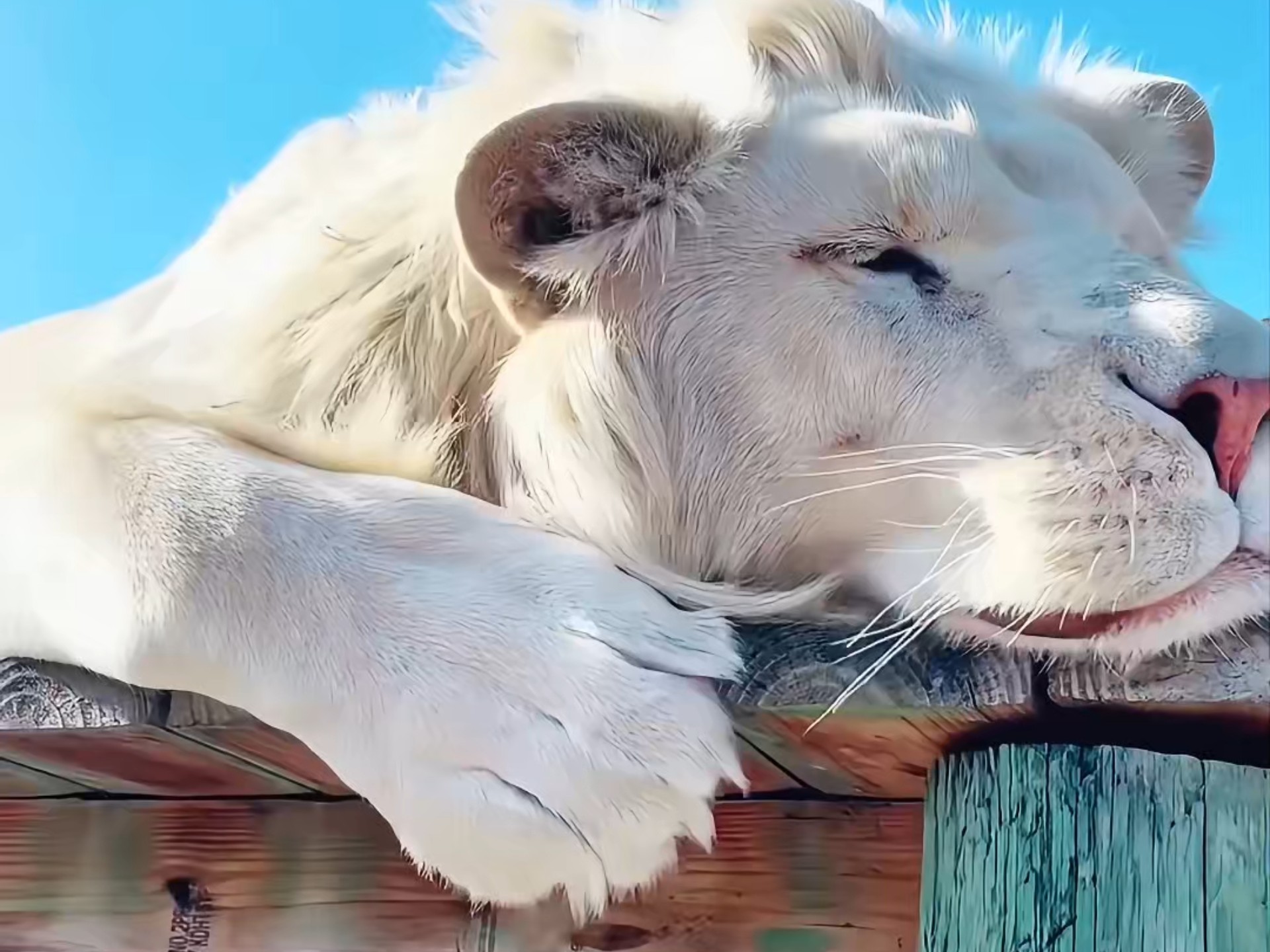 心事重重的白狮