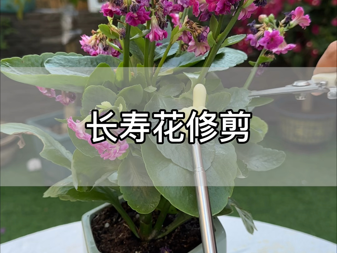 长寿花的花后修剪#花卉绿植#养花 #种植小技巧哔哩哔哩bilibili