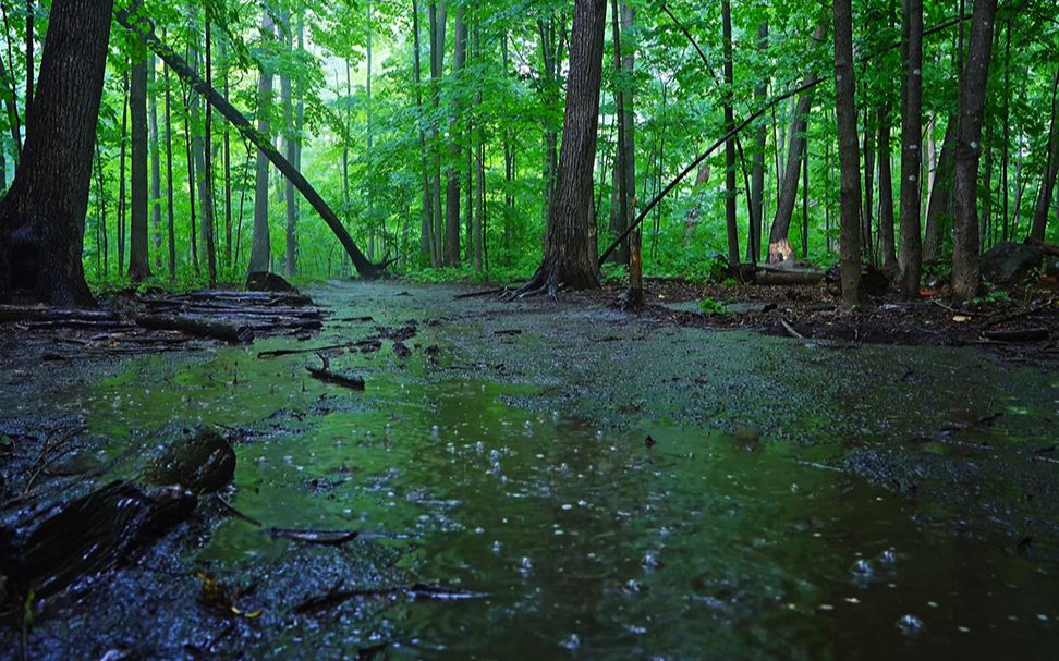 《4k》雨中在森林里散步,远处是雷声4小时听着雨声