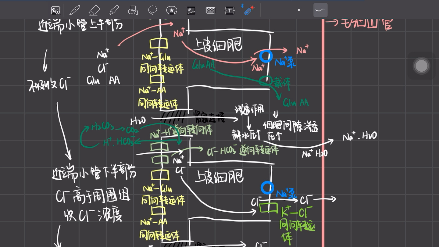 10.1 生理背诵,近端小管对钠离子,氯离子的重吸收哔哩哔哩bilibili