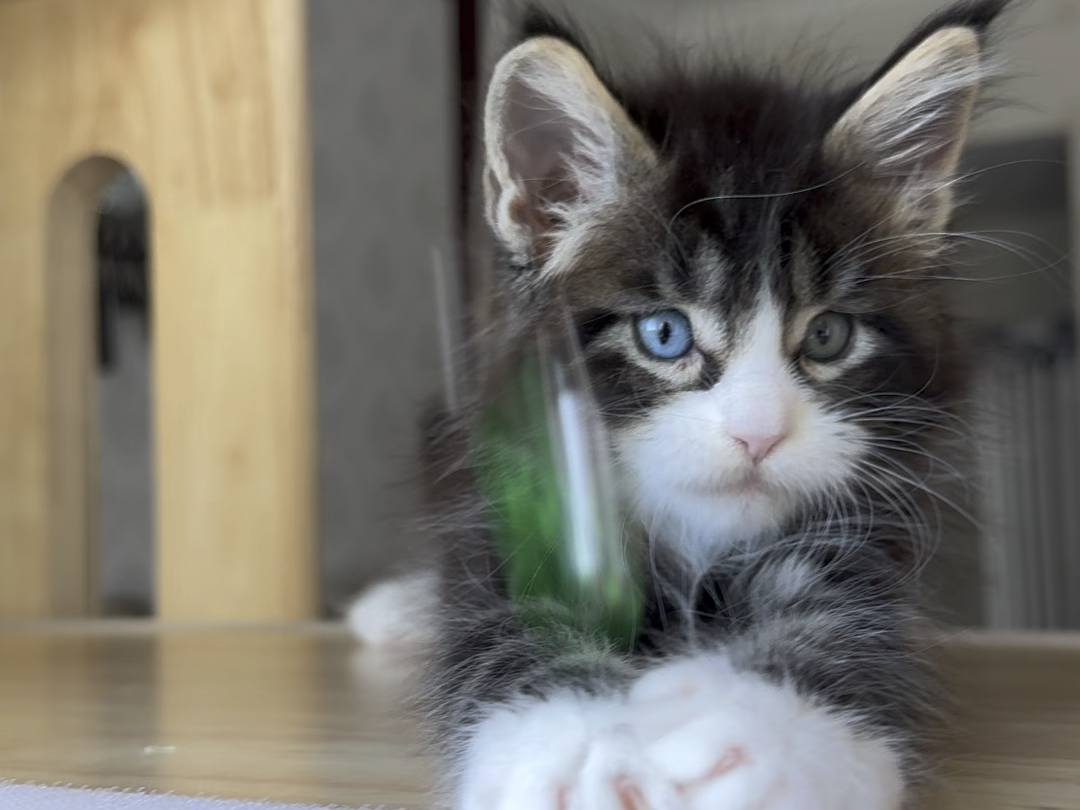 异瞳缅因猫,棕虎斑加白正开脸弟弟2月龄