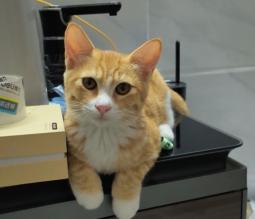 谁能拒绝会打拍子的小猫咪