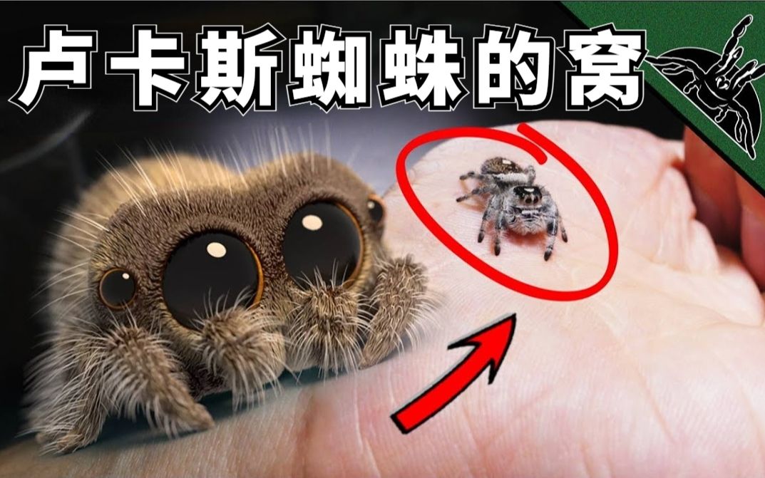 萌萌大眼卢卡斯跳蛛的生态小窝真讲究,小家伙在里面活蹦乱跳