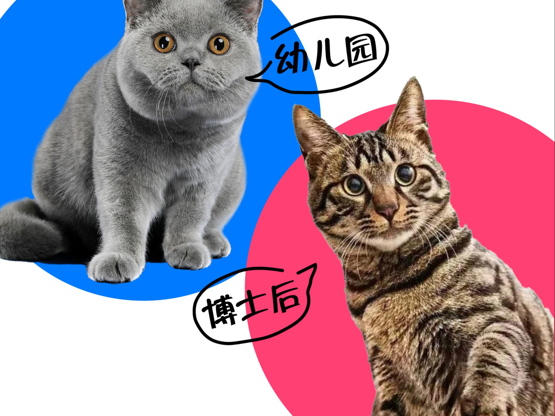 你的猫猫上的是什么学?猫咪智商排名哔哩哔哩bilibili