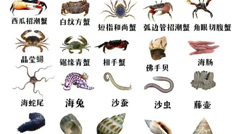 三亚海口深圳赶海常见基础海洋生物——6张常见的图册,赶海领队的分享,给予大家查阅和解答名称 #三亚赶海 #深圳赶海 #海口赶海 #赶海攻略 #海南三亚...