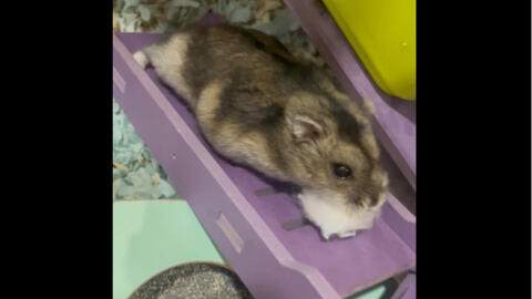 仓鼠 忙忙叨叨小老鼠 哔哩哔哩