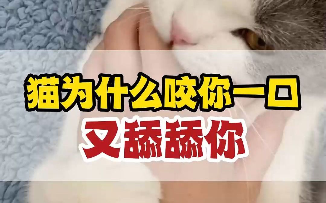 你家猫咪咬你又舔你,无非是这3个原因哔哩哔哩bilibili