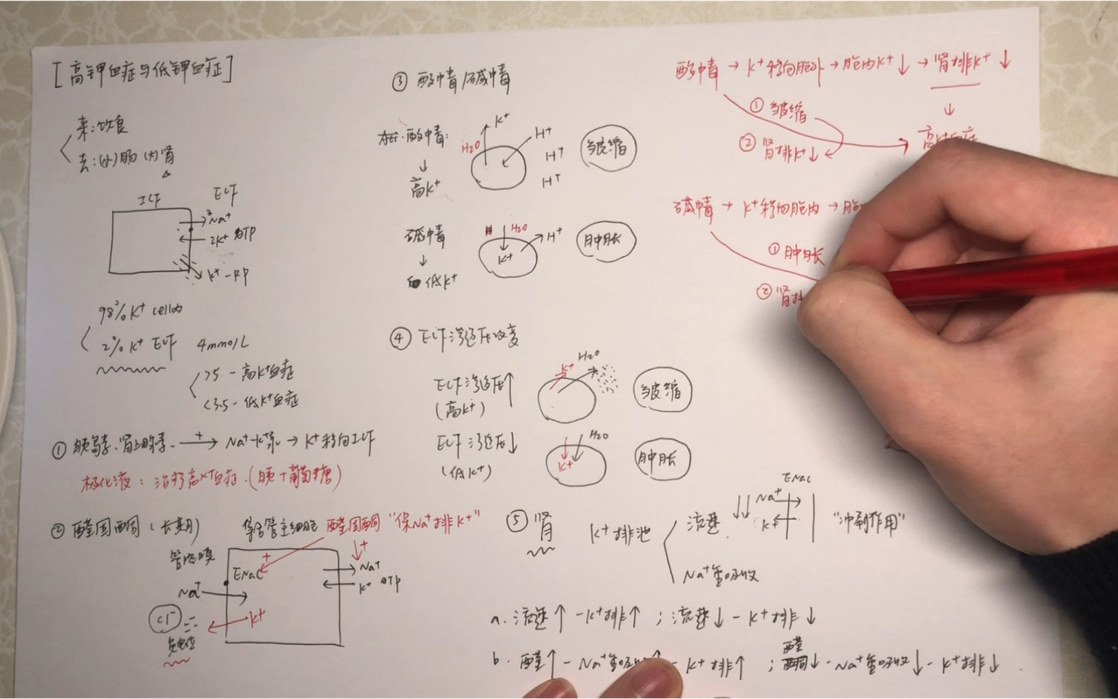【高钾血症与低钾血症】医学生的生理学习分享 什么因素会打破钾离子的平衡呢?哔哩哔哩bilibili