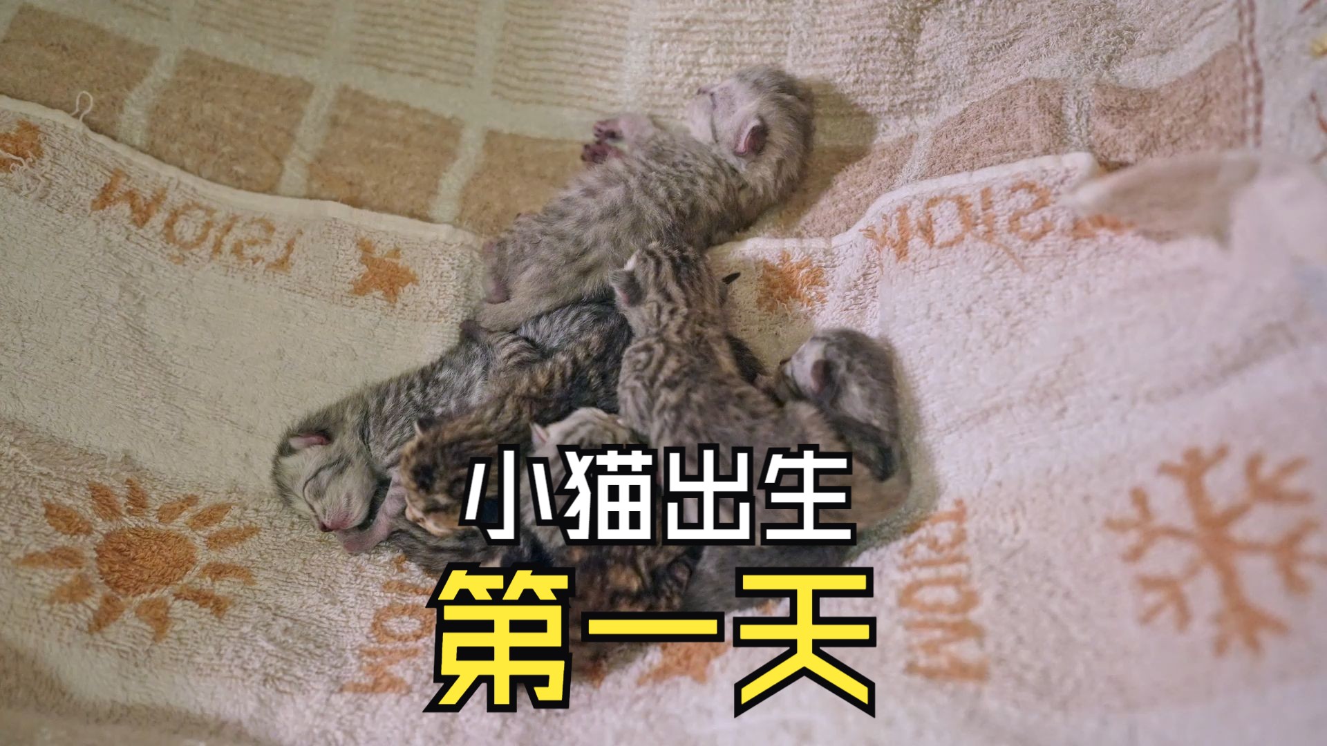 小猫出生第一天