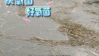 COD突然升高的原因？#氨氮降解菌 #好氧菌#厌氧菌#微生物菌种#复合菌种