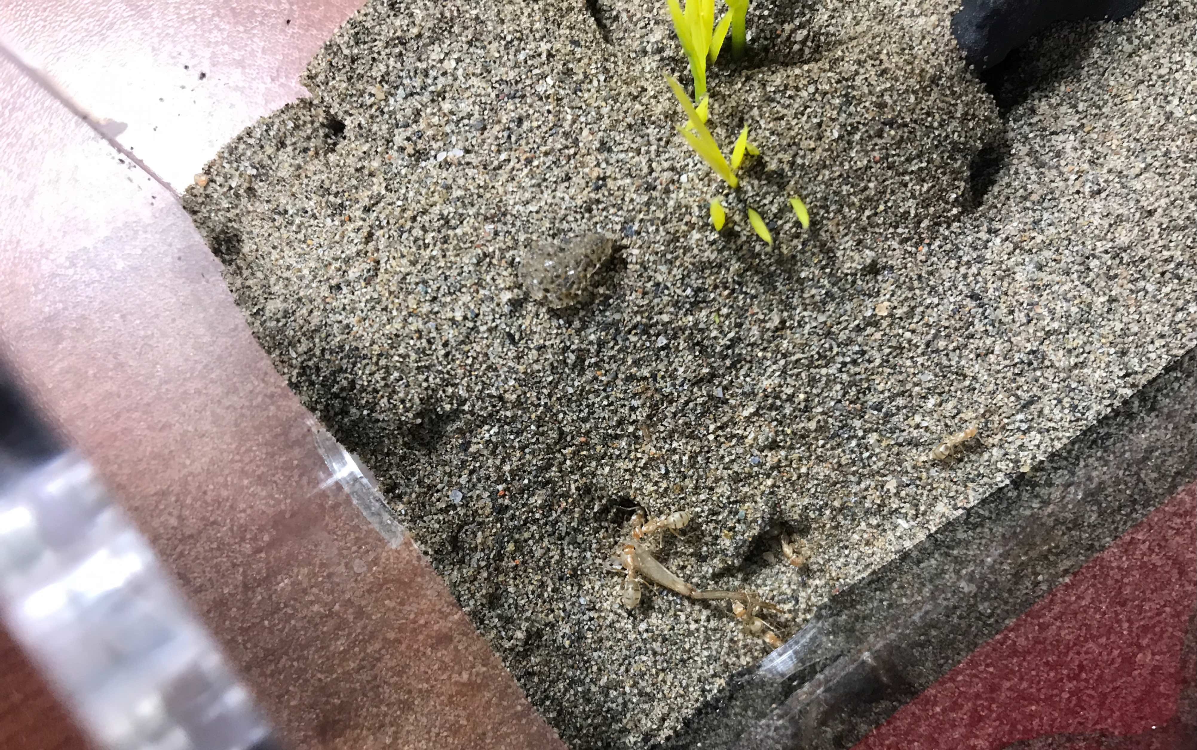 淡色箭蚁,卵不少