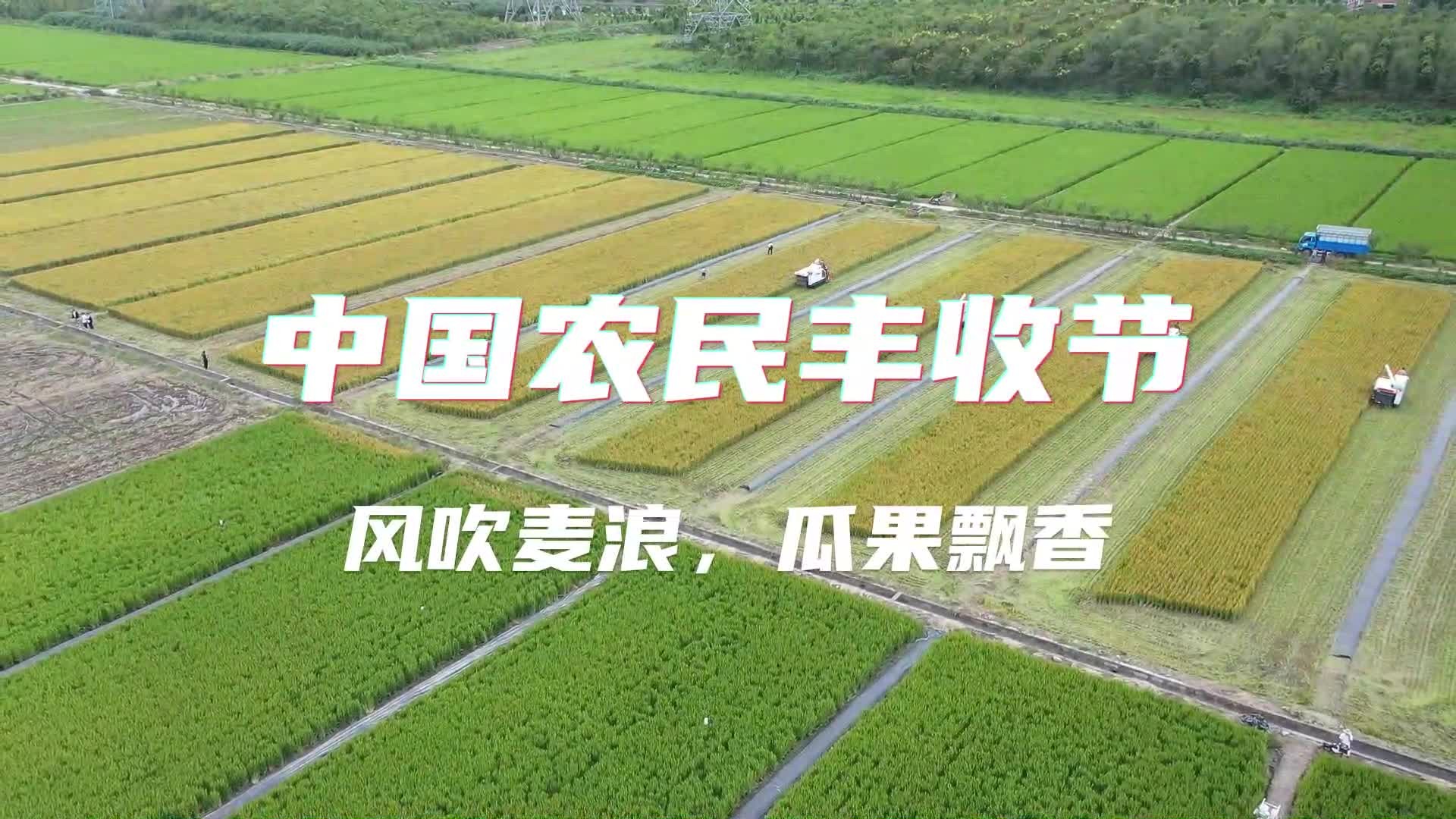 [图]风吹稻浪瓜果香 又是丰收好年景