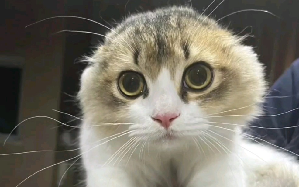 猫猫:纳尼!明天开学