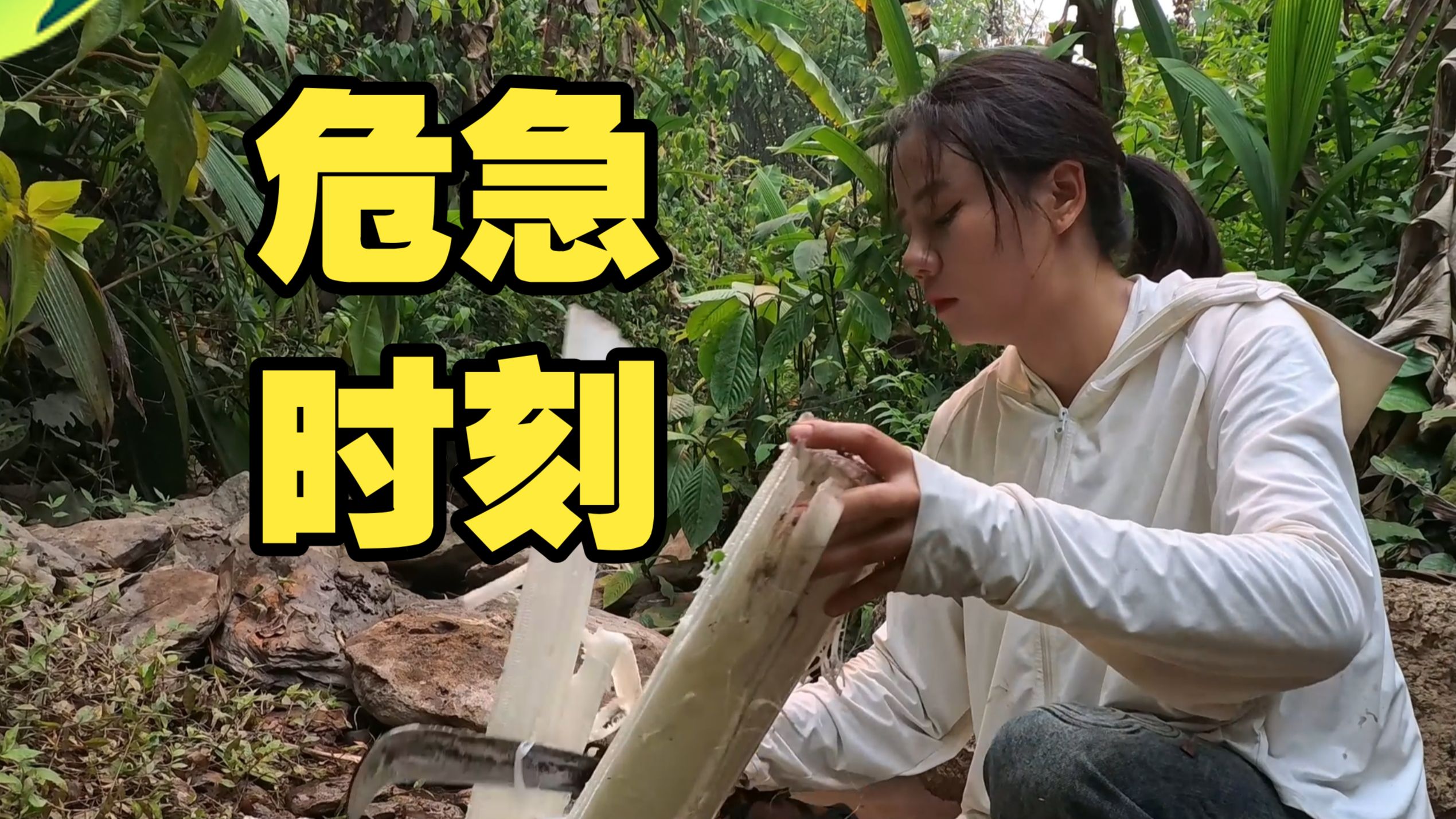 树倒见真心,林老师虽然弱但不孬!-林老师的旅行-林老师的旅行-哔哩哔哩视频