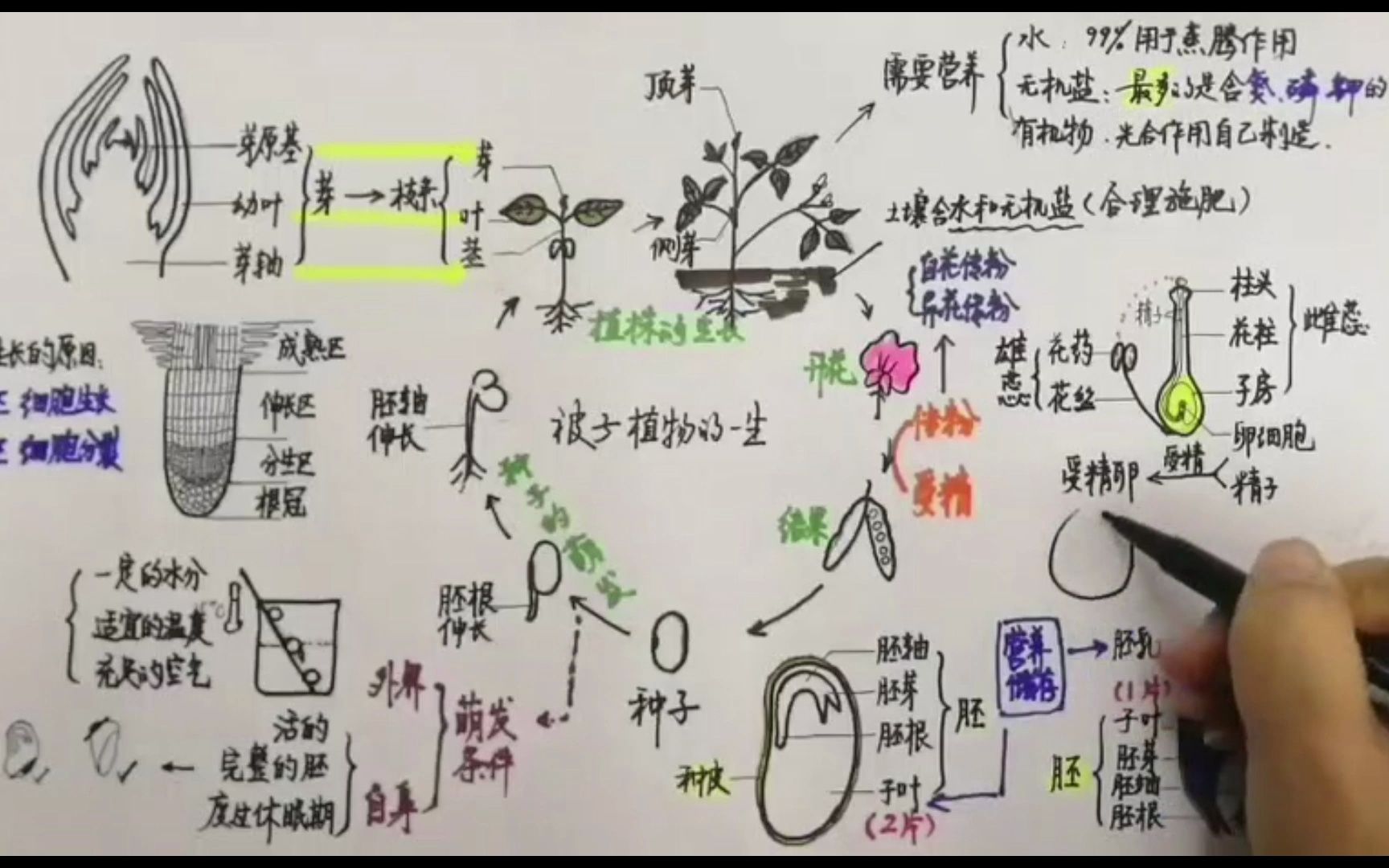 [图]2、被子植物的一生