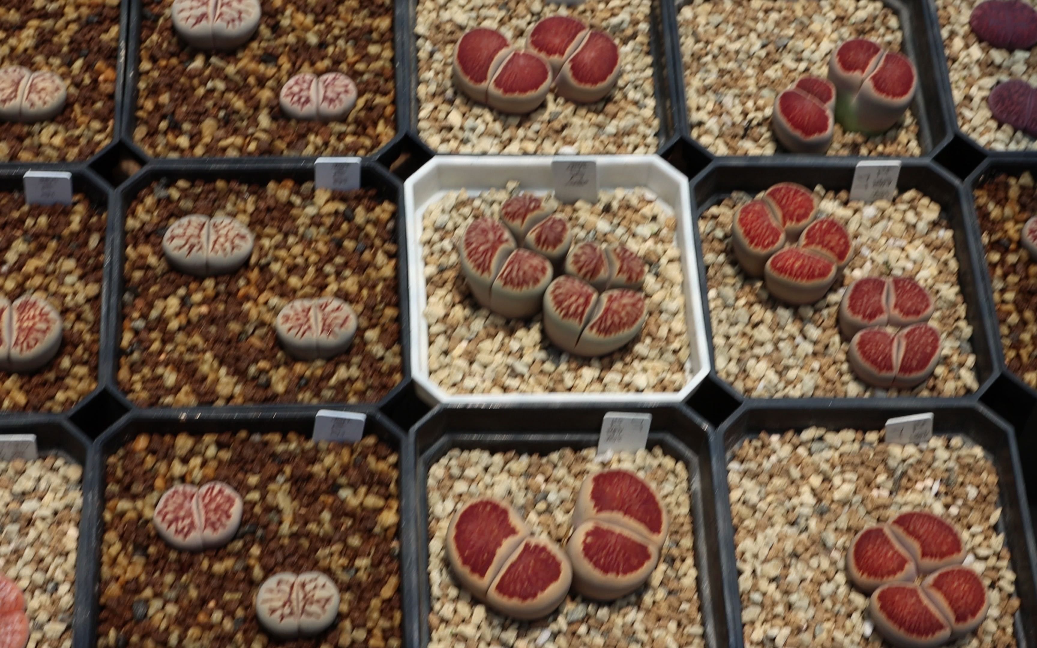 多肉植物生石花 红窗菊纹章春天4k状态记录 非荒玉c189 c309a拿铁