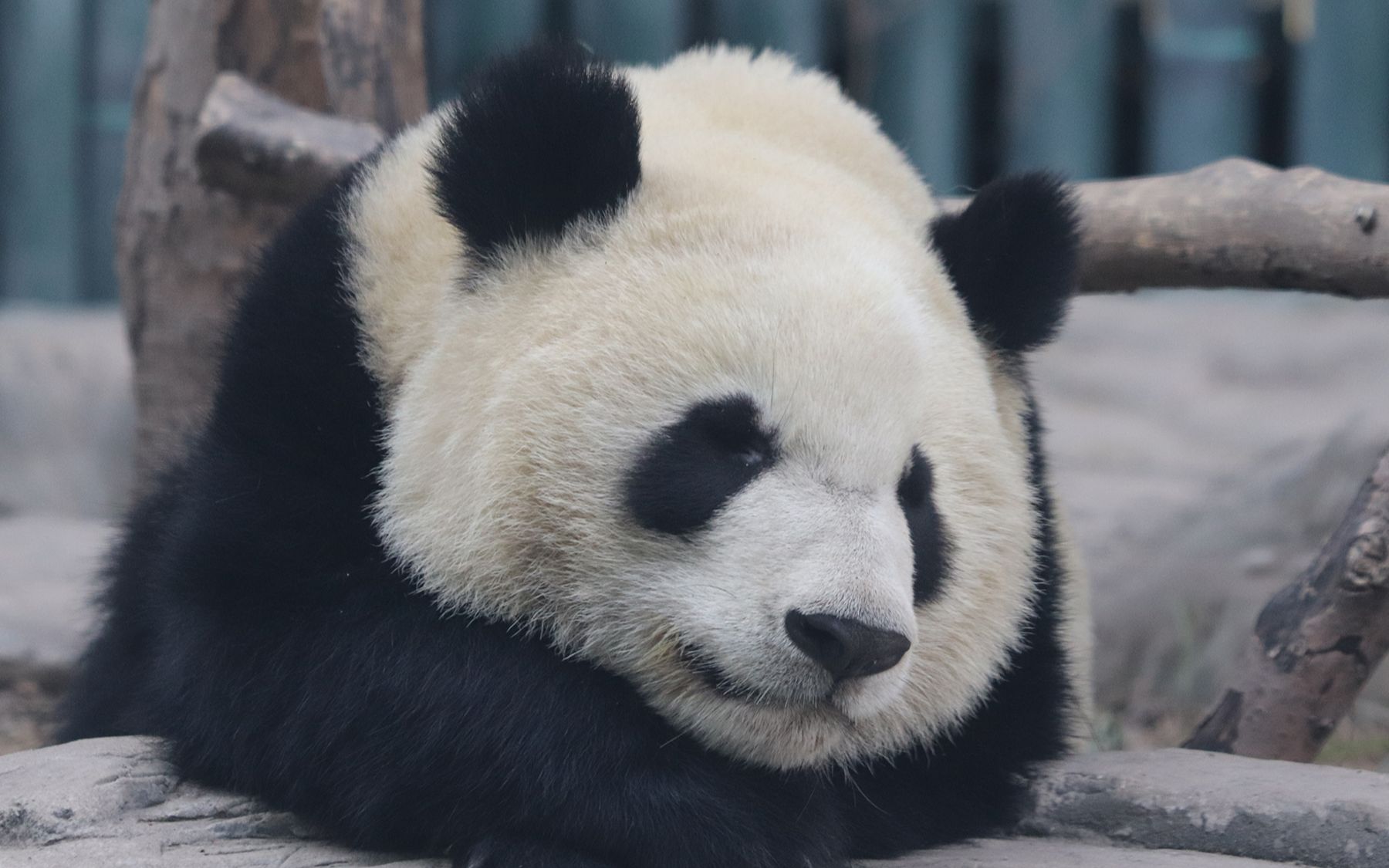 大熊猫萌宝 趴着犯困的小宝_哔哩哔哩 (゜-゜)つロ 干杯~-bilibili