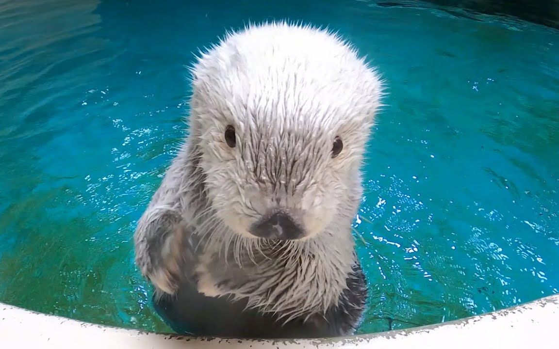 [图]鸟羽水族馆 小梅未公开视频特辑