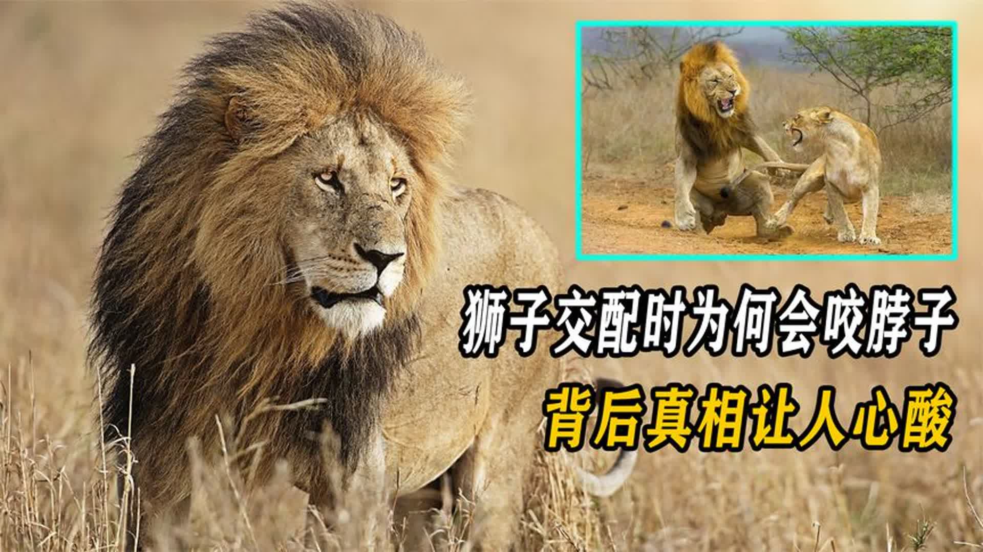 公狮子为什么吃母狮子