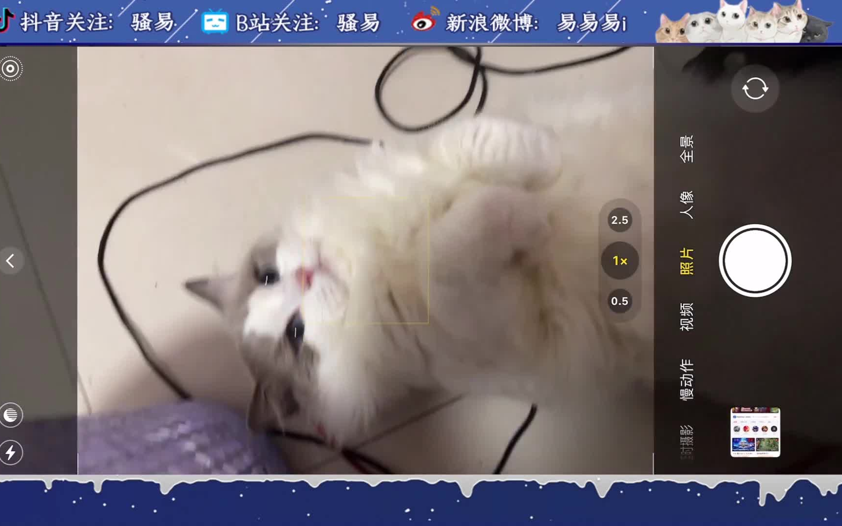 【骚易】猫猫(2021.02.09凌晨)哔哩哔哩bilibili