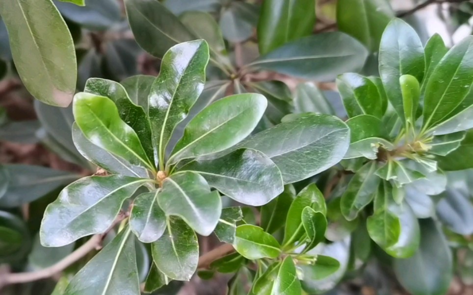 【一点植物学】小区常见植物——海桐(叶)