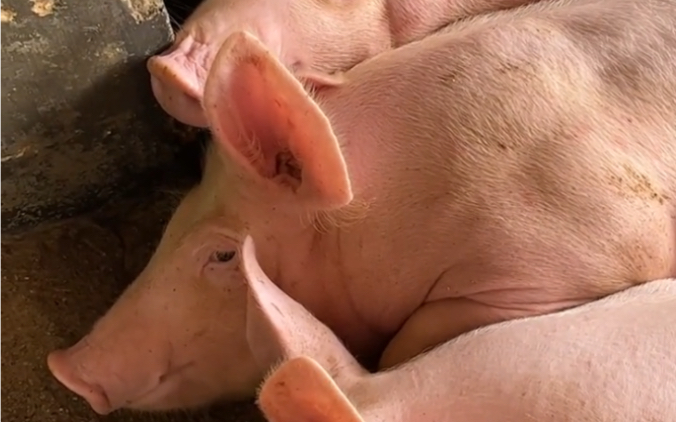 猪猪纪录片|鬼鬼祟祟的双眼皮猪猪.你是中药西药怎么开发都无可救药