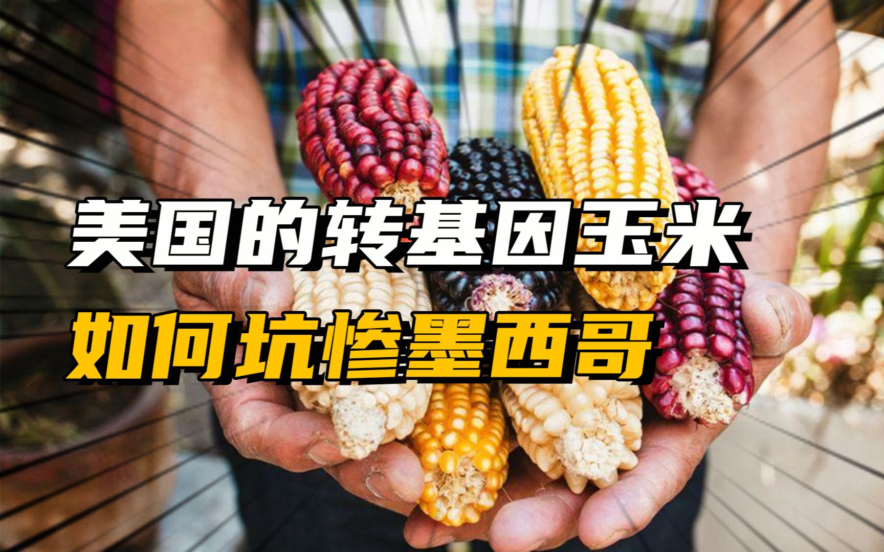 计划停止进口!美国的转基因玉米,如何害惨墨西哥?