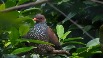 下载视频: 美洲鸽 鳞斑鸽