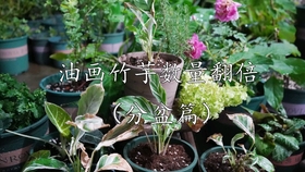 荷兰进口白油画竹芋 哔哩哔哩 つロ干杯 Bilibili