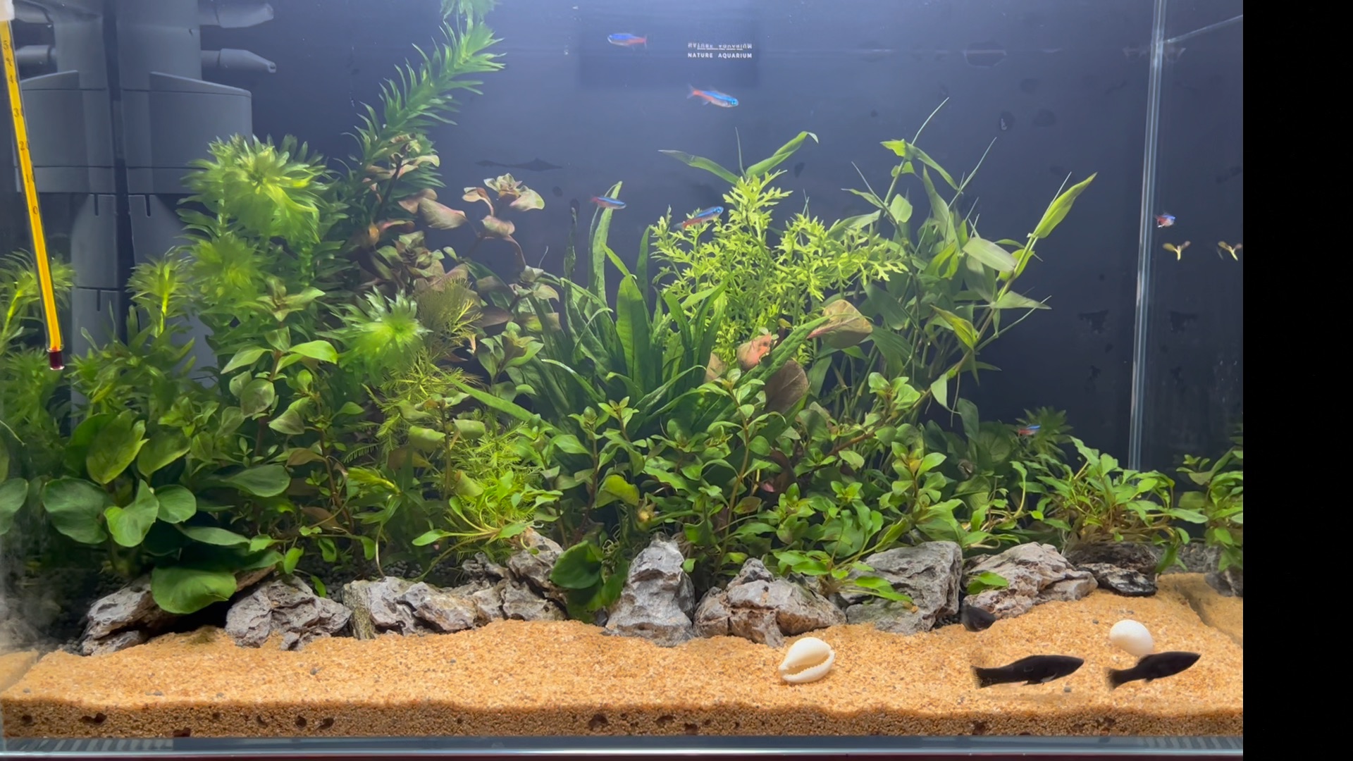 尝试草缸沙滩岛屿风格造景,纪念一下,期待成景_哔哩哔哩_bilibili