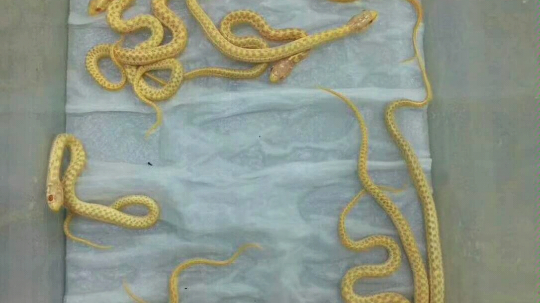 白化束带蛇 600条,1150/对_哔哩哔哩 (゜-゜)つロ 干杯~-bilibili