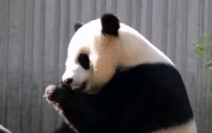 下载视频: 9月5号，朗奶妈亲自喂小奇迹，下雨崽不出门，下午太阳出来，小奇迹接见粉丝，哈哈哈…… #大熊猫小奇迹 #