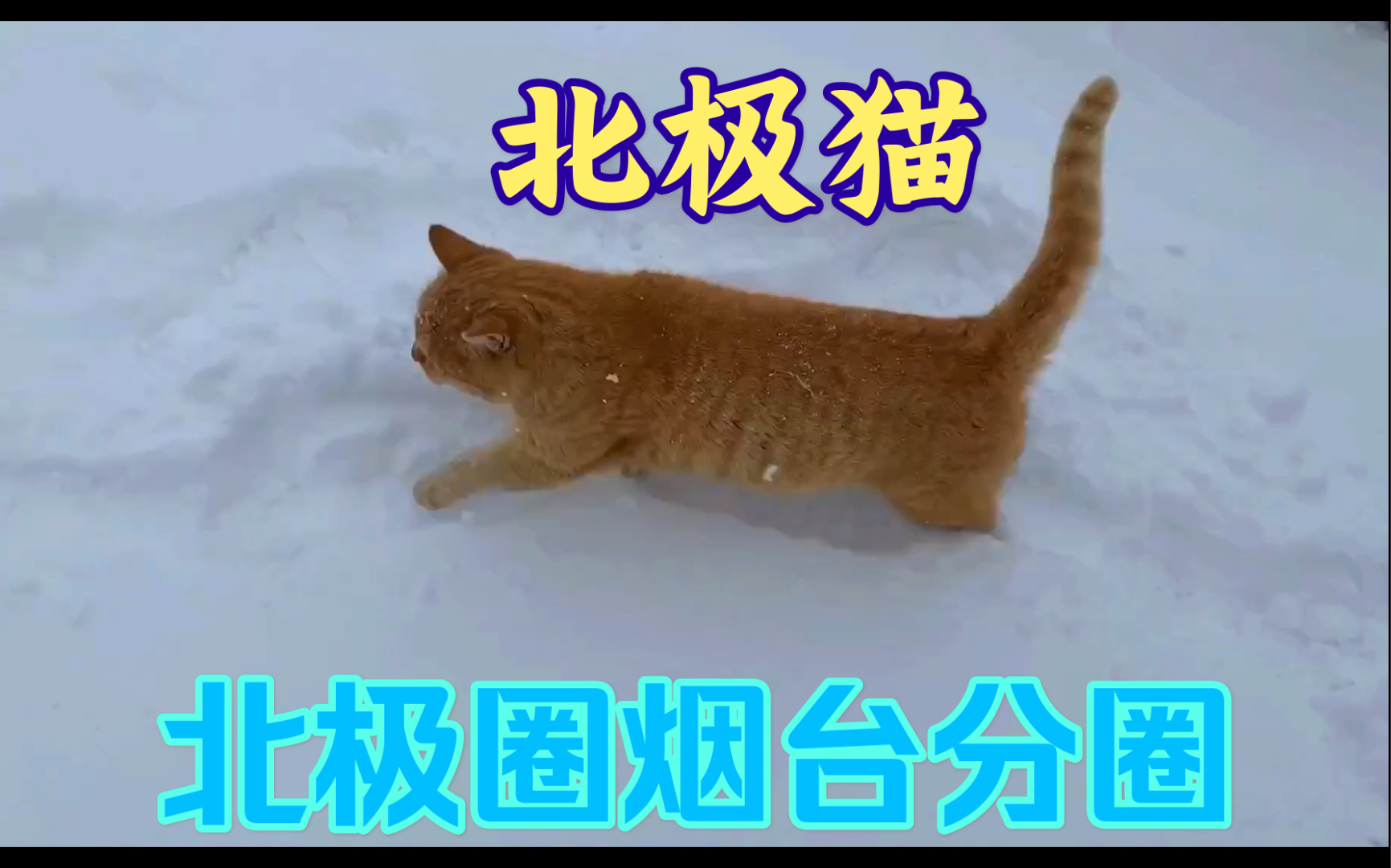 北极圈烟台分圈里的北极猫!