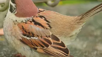 Скачать видео: 麻雀儿宝宝你尾巴咋翘上天了呀