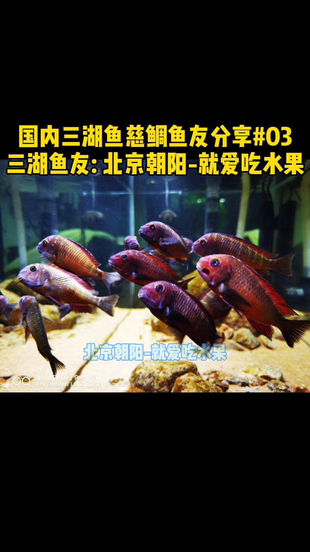 国内三湖慈鲷鱼友分享爱鱼视频03北京朝阳,就爱吃水果,松布红蝴蝶 #三湖慈鲷 罕见的三湖慈鲷蝴蝶哔哩哔哩bilibili