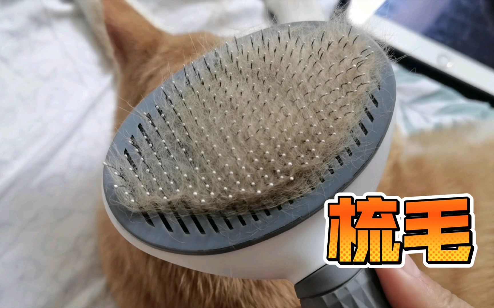 活动作品给小猫咪梳毛