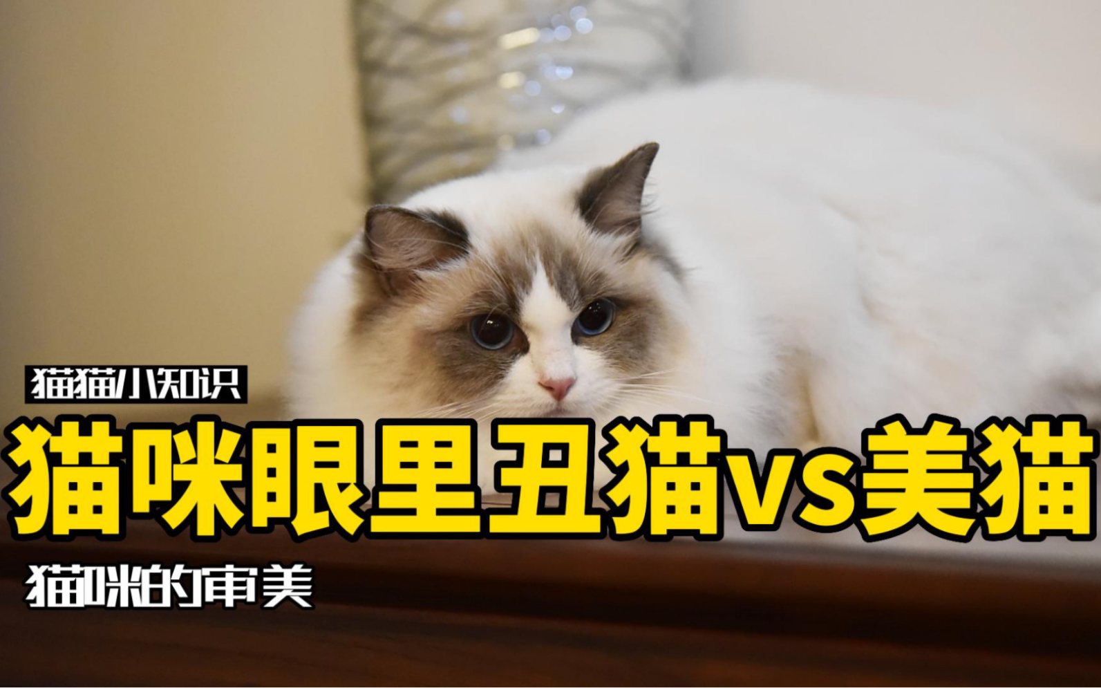 [图]布偶猫真的是猫眼中的丑八怪？猫咪的审美到底是怎样的。。。