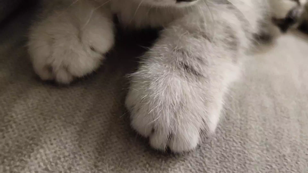 小奶猫的jiojio可爱到爆炸!