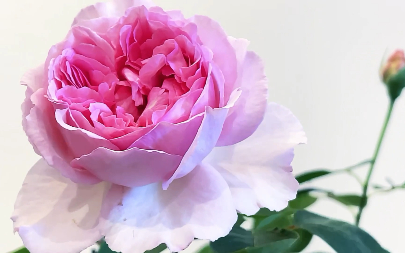 陽台養月季 伊芙粉伯爵 雍容似牡丹 香氣濃郁愛了